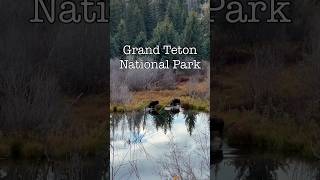 Grand Teton National Park - Moose