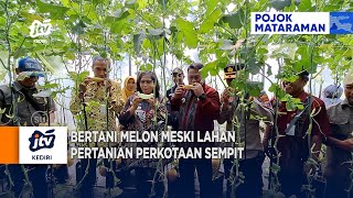 KEDIRI - Bertani Melon Meski Lahan Pertanian Perkotaan Sempit