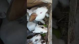 Продолжение следует..💦🐐 🦆🐰