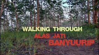 Walking through the Trees in Alas Jati Banyuurip