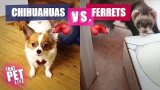 Angry Chihuahuas vs Ferrets - Tiny Monsters! | Try Not To Laugh Challenge December 2018