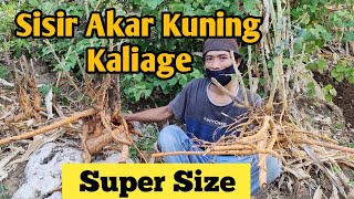 Kaliage Super Size Bakal Bonsai Langka Favorit Kolektor | BERBURU BONSAI