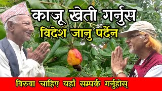 काजू खेतीको सम्पूर्ण जानकारी र बजार अवस्था /kaju kheti || cashew nut farming in Nepal-information