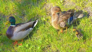 Mallard Duck Couple with the First Two Ducklings of the Year [4K]