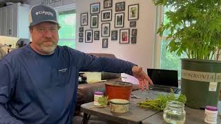 Propagating Peony Cuttings