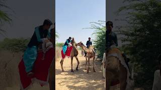 Ride on two camels 🐪 #shorts  #shortvideo  #youtubeshorts