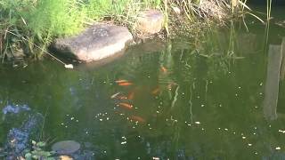 Relaxing Fish Time - Chill Out with the Koi