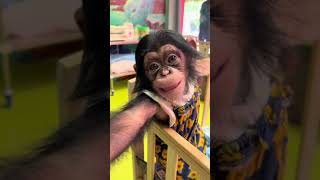 Baby Chimp Needs Your Love!