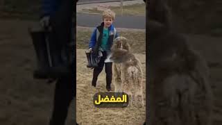 هذا الكلب يبدوا انسانا ناضج