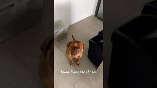 Boof can't catch #boof #boofhead #doguedebordeaux #ddb #mastiff #dog #catch #pancake #funny #ytshort