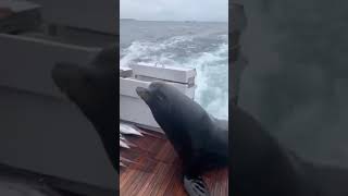 sea lion leaps onto boat for fish! #shorts