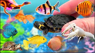 Colourful surprise eggs, crayfish, koi, angelfish, betta fish, goldfish, glofish tetra in the pool