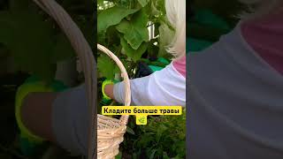 Кладите больше травы- получайте большой урожай 🍅 #тульскийфермер #дача #влог #огород #овощи