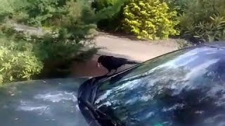 Bird Attacks Car