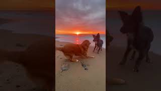 Maple and her bff Nico on the beach at sunrise