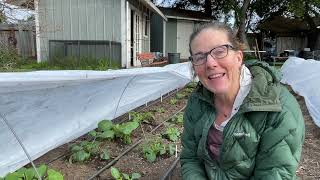 214. Planting Early Season Cuttings.