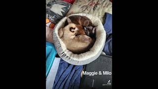 Maggie & Milo 💜🐱🐈‍⬛