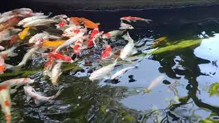 Ikan Hias Koi di Kolam Peta Park Bandung || Musik Relaksasi Terapi Otak, Penghilang Stress, Santai