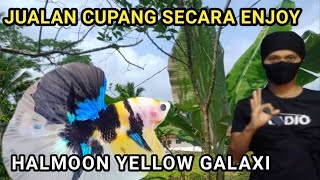 HALFMOON YELLOW KOI GALAXI || Epeng enjoy