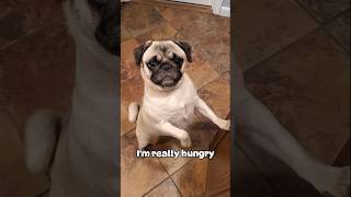 I don't want to starve 🥺 #dog #pug #cute #funny #fyp #shorts