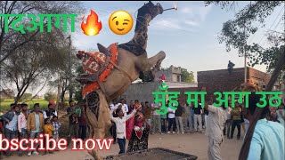 Rajasthan calture activity उट का डांस sadi me 🐪 Thar desert