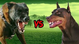 Doberman vs Pastor belga ¿cual es el mas PODEROSO?