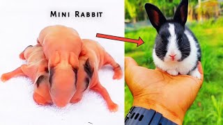 Mini Rabbit Baby Playing || mini baby rabbit || rabit video on youtube @crazyvlog-lt8cy