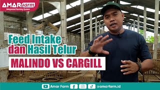 Feed Intake dan Hasil Telur | Malindo vs Cargill