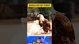 Unbelievable! Eagle VS Cat Epic battle