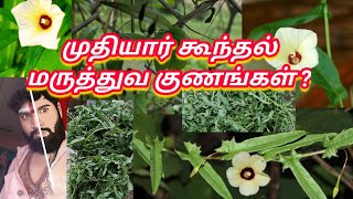 முதியார் கூந்தல் மருத்துவ குணங்கள் ? ஓம் நமசிவாய போற்றி போற்றி ஓம் வளை அம்மா போற்றி போற்றி....