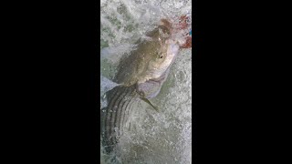 How To Catch Striped Bass on Mole Crabs