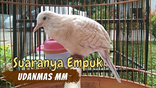 SUARA EMPUK PERKUTUT UDANMAS MATA MERAH