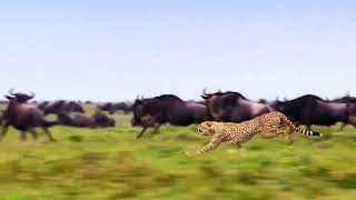 Cheetah is one of the fastest running animals in the world and hunting them is also fun.