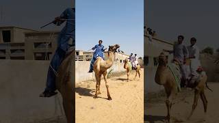 Camels  desert #shorts