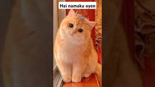 hai namaku oyen #cat #oyenbarbar #kucing #oyenlucu #kucinglucu #oyenbesar #catlover #kucingoyen