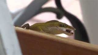 180418 Anole on brown bench  turns brown to catch fly then turns green