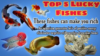 Lucky Fishs For Home | Lucky Fishes For Business #luckyfish #aquriamfish #fish #youtube #viral