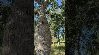 Samu‘u o palo borracho el simbolo del Chaco 💚🌳