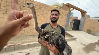 Turab Ostrich Ko Wapis Bhej Rha Hai😰Pta Nhi Kya Hogea Esy #viralvideo