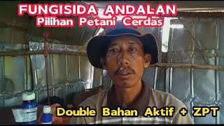 Part 13 : Fungisida AMISTARTOP‼️ Andalan Petani Cabe Mampu Pulihkan Keriting Daun Cabe Sampai Tuntas