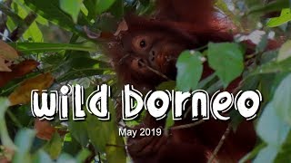 Wild Borneo