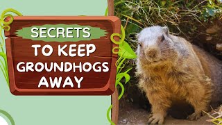 How to Get Rid of Groundhogs (Effectively and Humanely)