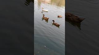 Swimming Ducks! #trending #shorts #animals #animal #duck #ducks #bangla #bangladesh #pets #pet