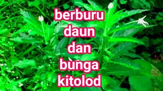 BERUNTUNG !! Jika Kalian Temukan Tanaman Kitolod