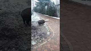 Ce Chien adore jouer au football avec ce cochon 🐶⚽️🐷