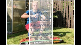 Growing Tomato Plants (In an Growbag!) | Jack Shilley