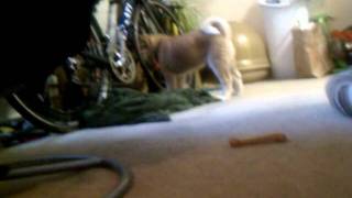 Akita Puppy playing with a cat