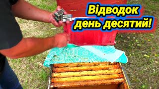 Що робити з відводком на десятий день?