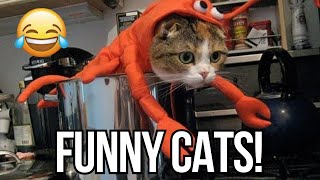 This Cat Would LOVE To Be A Lobster 😹 - Try Not To Laugh 😜