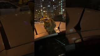 Кот на крыше авто) #animal #кошкивидео #cat